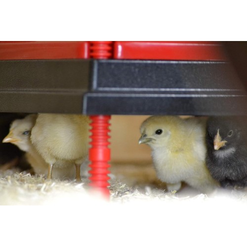 Chick Brooder Heating Plate 16" x 16",with Temperature Set Chicks Heating Plate,with Adjustable Height,with Adjustable Warms Up to 30 Chicks