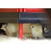 Chick Brooder Heating Plate 16" x 16",with Temperature Set Chicks Heating Plate,with Adjustable Height,with Adjustable Warms Up to 30 Chicks