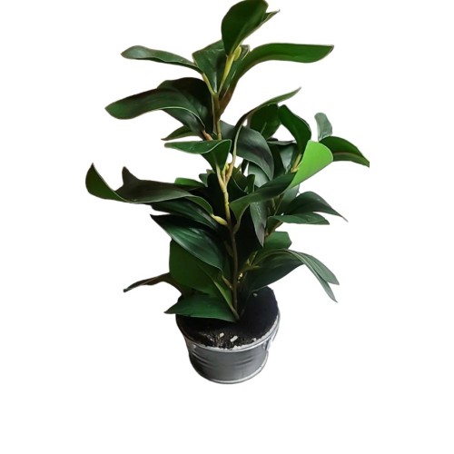 Ficus El Cloe