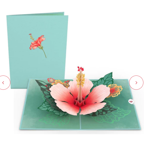 Hibiscus Bloom Pop-Up Card pack of 2