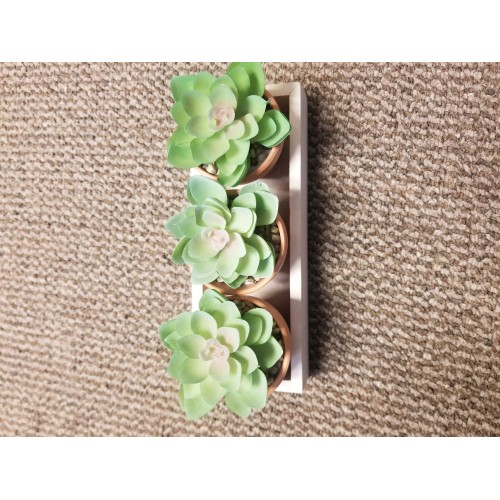 Real living Thyme To Grow DECORATIVE SUCCULENTS