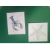 Starfish and Lobster Canvas Wall Decor