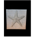 Starfish Wall Decor Canvas 12in.x12in.x1.5in.