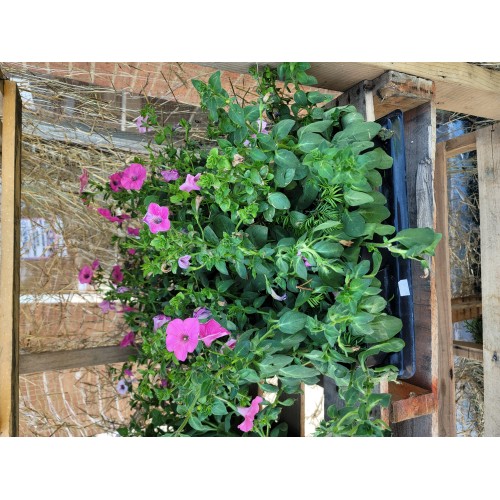 att: LIVE PLANTS...Wave Petunias 15 Pots (HOT PINK)