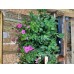 att: LIVE PLANTS...Wave Petunias 15 Pots (HOT PINK)