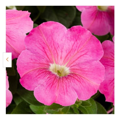 att: LIVE PLANTS...Wave Petunias 15 Pots (HOT PINK)