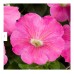 att: LIVE PLANTS...Wave Petunias 15 Pots (HOT PINK)