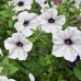 att: LIVE PLANTS...Wave Petunias 15 Pots (SILVER)